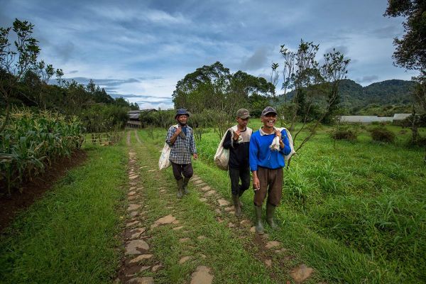 Foto lahan pertanian organik berteras