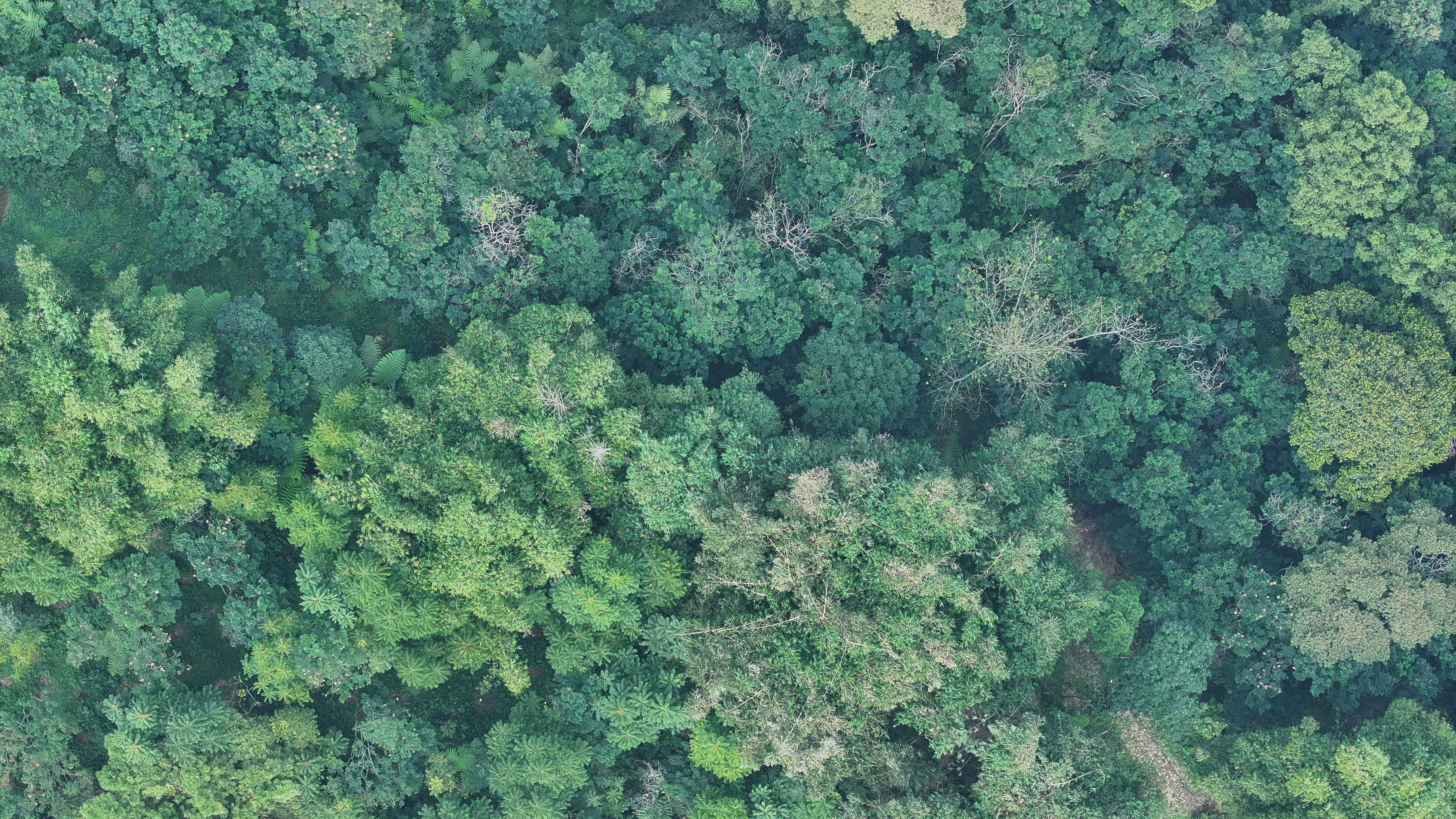 Foto udara kanopi hutan Megamendung saat pagi berkabut
